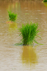 Paddy fields