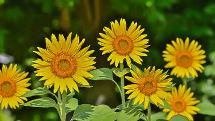 ヒマワリの花（Sunflower）　