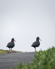 Two oystercatchers walking up the driveway, Otago Peninsula. Vertical format.