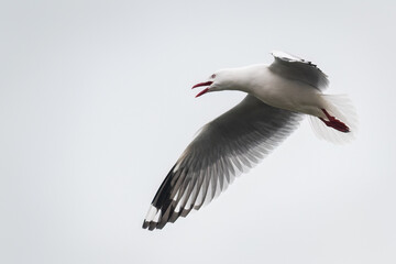 Red-billed seagull in flight. Otago Peninsula.