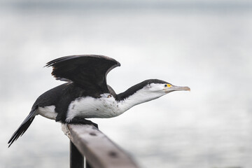 Shag perched on a wooden railing, ready to take flight, Otago Peninsula.