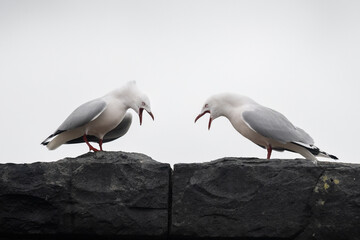 Two red-billed seagulls squabbling on the stone wall. Otago Peninsula. - obrazy, fototapety, plakaty