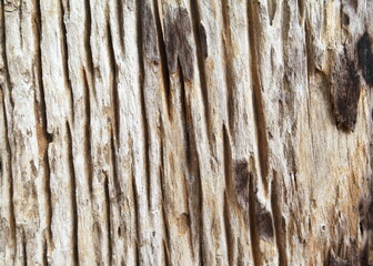 Old, rough textured, knotted, weathered, rotten, cracked, plank - knot detail.