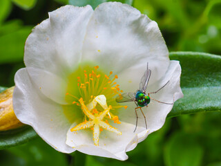 Insects on white flower petals