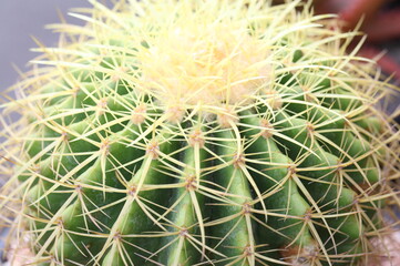 Thorn Cactus as background