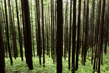 Obraz premium 針葉樹林