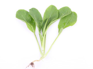 Fresh asian kale lettuce on white background