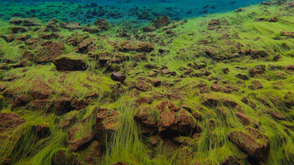 moss covered rocks