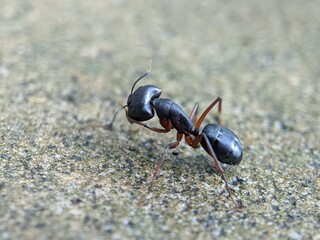 Black garden ant or common black ant on a wall looking for food