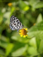 Fototapeta na wymiar Butterfly on the flower. cabbage white