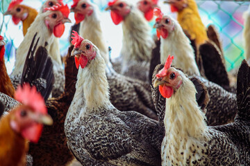 Group of chickens on the farm. White Rooster
