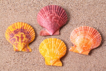 Seashell on sand background