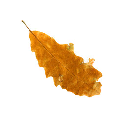 autumn  leaf isolated