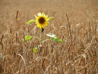 Obraz premium OLYMPUS DIGITAL CAMERA