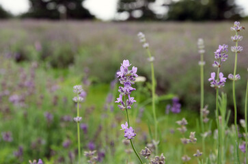 Lavender in bloom