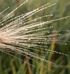dew on foxtail grass