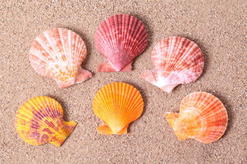 Close up Seashell on sand background