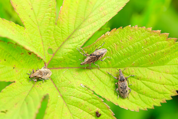 Lepyrus japonicus Roelofs on a leaf, weevil on plant in the wild