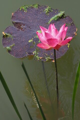 Lotus Flowes