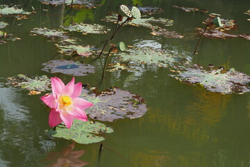 Lotus Flower