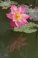 Lotus Flower