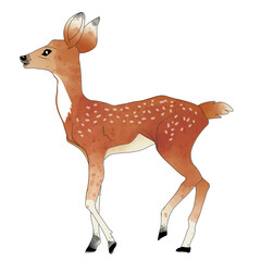 Hand drawn deer