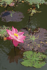 Lotus Flower