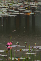 Lotus Flowes