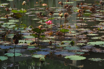 Lotus Flowes