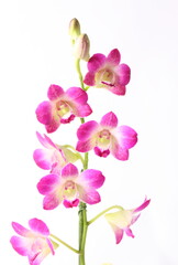 Naklejka na ściany i meble Pink orchids isolated on white background