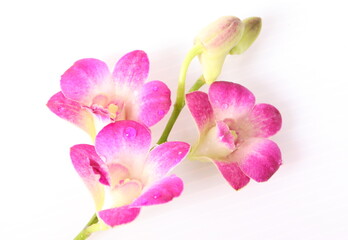 Obraz na płótnie Canvas Pink orchids isolated on white background