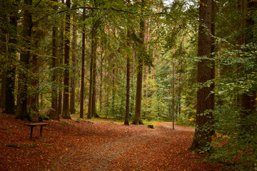 Obraz premium A walking path passing a bench in a forest in autumn colors with orange leafs on the ground