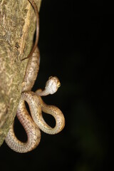 Sri Lanka cat snake(Boiga ceylonensis),Sri Lanka.
