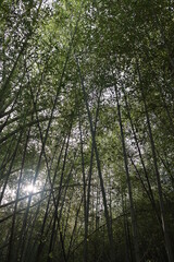 Obraz na płótnie Canvas 대나무숲