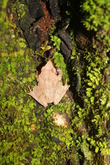 Gannoruwa shrub frog (Pseudophilautus zorro) -Sri Lanka.