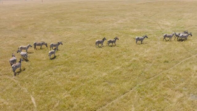 Herd of Zebras grazing on dry land on hot summer day. Aerial footage 4K drone view. Serengeti National park, Tanzania, Africa. African safari above wild free zebras. Great Migration in the Serengeti