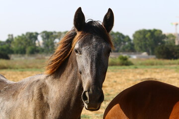 Obraz premium Domestic horses at a stable in Israel.