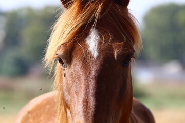 Domestic horses at a stable in Israel.