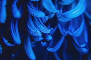 Up-Close to a blue flower