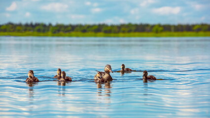 duck with ducklings on a blue lake	
