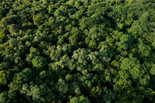 aerial view of dark green forest Abundant natural ecosystems of rainforest. Concept of nature  forest preservation and reforestation.