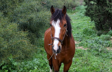 Domestic horses at a stable in Israel.