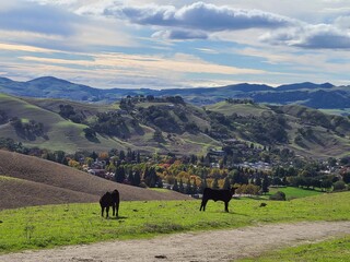Cows grazing on the hills near Mt Diablo in Northern California