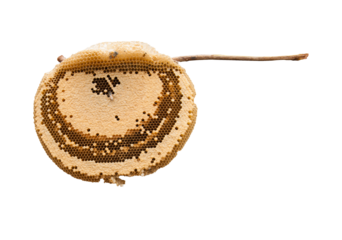 Honeycomb isolated transparency background.