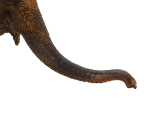 Elephants trunk isolated transparency background.