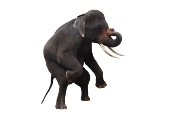 Elephants isolated transparency background.