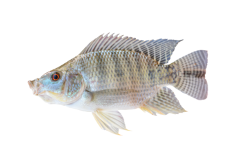 tilapia fish isolated transparency background.