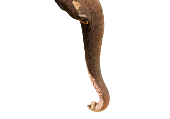 Elephants trunk isolated transparency background.