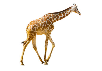 Giraffe isolated transparency background. - obrazy, fototapety, plakaty