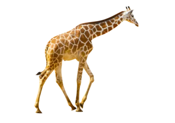 Gordijnen Giraffe isolated transparency background. © moderngolf1984